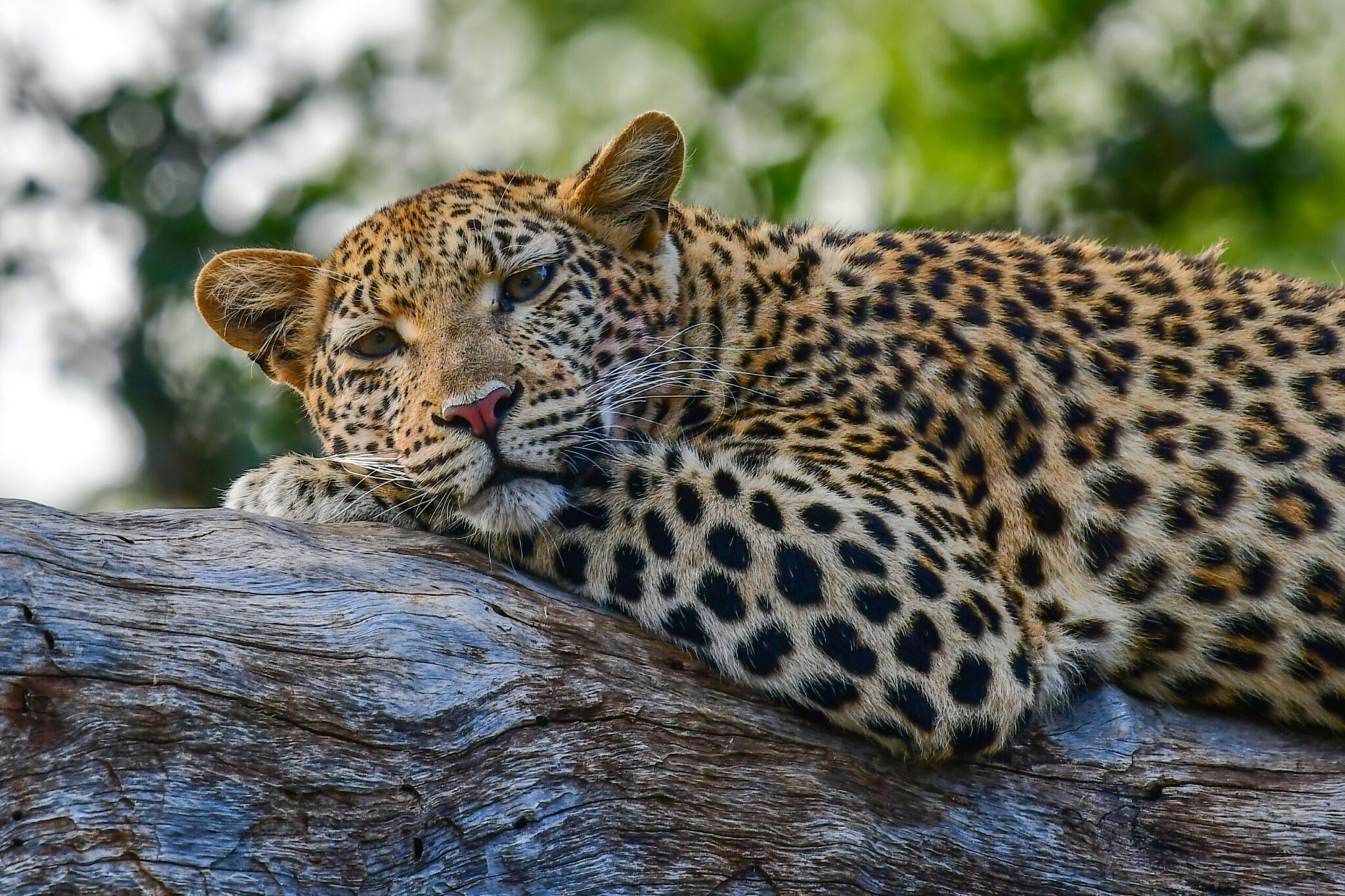 On a large tree branch, a leopard with spotted fur rests and gazes forward, set against a blurred green background. Image from 